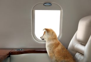 Travelling with pet. Cute Akita Inu puppy near window in airplane