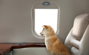 Travelling with pet. Cute Akita Inu puppy near window in airplane