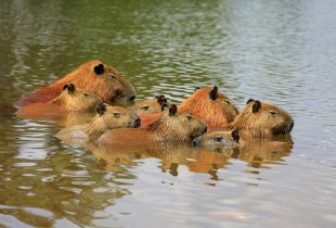 capybara rodents aquatic mammals family sleeping together