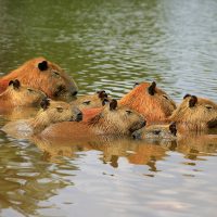 capybara rodents aquatic mammals family sleeping together