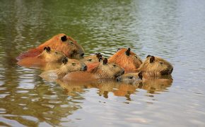 capybara rodents aquatic mammals family sleeping together